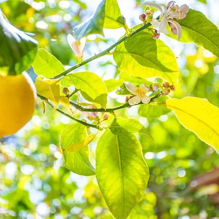 Lemon Tree By 